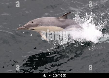 Sequenz 12 - Sequenz von 7 Fotos eines gewöhnlichen Delphins, der in britischen Gewässern springt Stockfoto