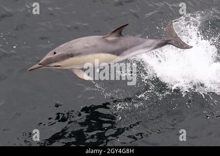 Sequenz 12 - Sequenz von 7 Fotos eines gewöhnlichen Delphins, der in britischen Gewässern springt Stockfoto
