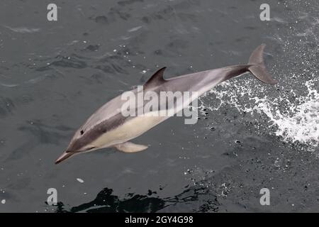 Sequenz 12 - Sequenz von 7 Fotos eines gewöhnlichen Delphins, der in britischen Gewässern springt Stockfoto