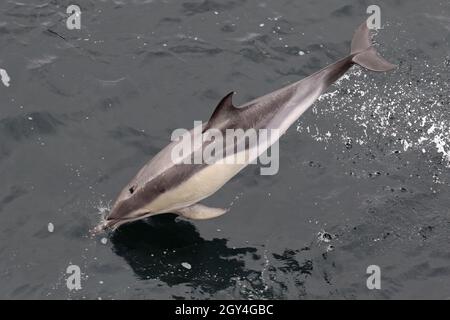 Sequenz 12 - Sequenz von 7 Fotos eines gewöhnlichen Delphins, der in britischen Gewässern springt Stockfoto