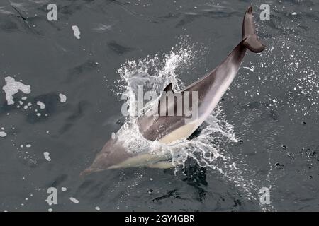 Sequenz 12 - Sequenz von 7 Fotos eines gewöhnlichen Delphins, der in britischen Gewässern springt Stockfoto