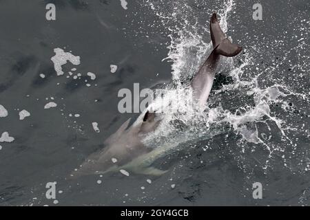 Sequenz 12 - Sequenz von 7 Fotos eines gewöhnlichen Delphins, der in britischen Gewässern springt Stockfoto