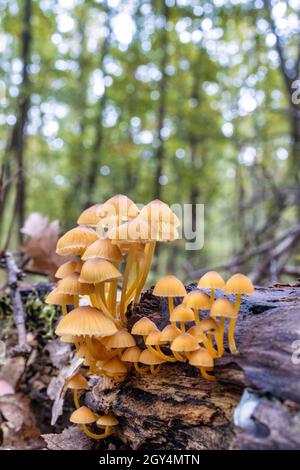 Eine Gruppe von Pilzen auf einem Stamm im Herbst im Wald Stockfoto