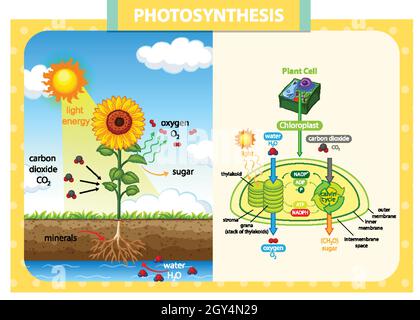 Diagramm zeigt den Prozess der Photosynthese in Sonnenblumenkillustration Stock Vektor