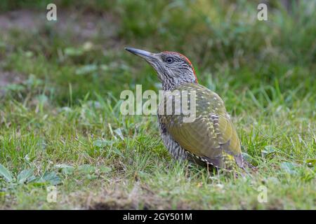 Grünspecht, Jungvogel, Grün-Specht, Grasspecht, Erdspecht, Specht, Spechte, Picus viridis, Grünspecht, Europäischer Grünspecht, Le Pic vert, p Stockfoto