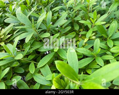 Tokio, Japan – 20. November 2019: Banyan Tree Moraceae oder ficus annulata kleine Pflanze grünes Blatt, das auf der Straße wächst Stockfoto