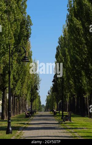 Eine lange Sommerallee mit Bäumen an den Seiten, Laternenpfosten und leeren Bänken. Fotografiert tagsüber gegen den blauen Himmel. Stockfoto