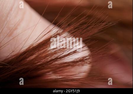 Gerades braunes Haar endet Makro Nahaufnahme auf der Hand backgroumd Stockfoto