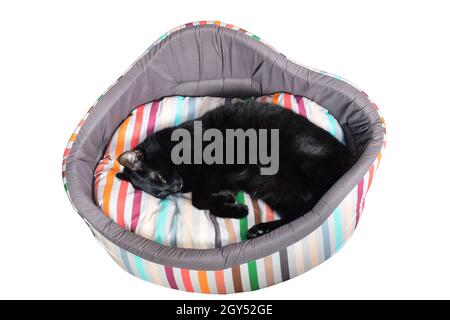 Die schwarze Katze liegt in einem Kreis in einem bunten Kitty-Korb zusammengerollt und schläft. Auf weißem Hintergrund Stockfoto