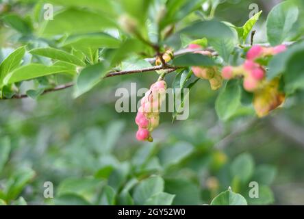 Lobner Magnolia Merrill unreife Frucht. Ohne Blüten Stockfoto