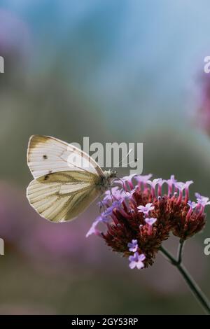 Ein großer weißer Schmetterling (Pieris brassicae), der auf einer Verbena-Blume sitzt und bestäubt. Stockfoto
