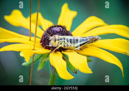 Ich fand diese Heuschrecke auf den Blütenblättern einer schwarzen Augen susan in einem Door County Land Trust Preserve in der Nähe meines Hauses im Zentrum von Door County WI ruht. Stockfoto