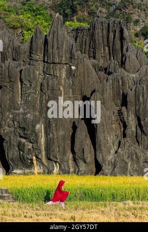 Erodierte Kalksteinformationen & Mädchen in rotem Hijab durch Reisfeld in dieser zum UNESCO-Weltkulturerbe gehörenden Karstregion, Rammang-Rammang, Maros, Süd-Sulawesi, Indonesien Stockfoto