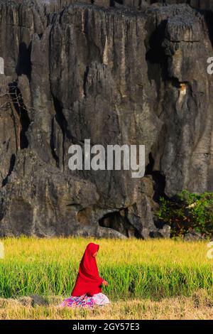 Erodierte Kalksteinformationen & Mädchen in rotem Hijab durch Reisfeld in dieser zum UNESCO-Weltkulturerbe gehörenden Karstregion, Rammang-Rammang, Maros, Süd-Sulawesi, Indonesien Stockfoto