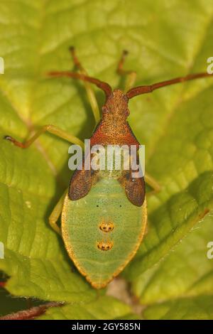 Nahaufnahme der grünen Nymphe des Box-Käfers, Gonocerus acuteangulatus Stockfoto