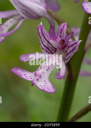 Military Orchid, (Orchis militaris) Homefield Woods, Buckinghamshire, SSSI Nature Reserve, selten in Großbritannien Stockfoto