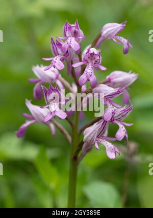 Military Orchid, (Orchis militaris) Homefield Woods, Buckinghamshire, SSSI Nature Reserve, selten in Großbritannien Stockfoto