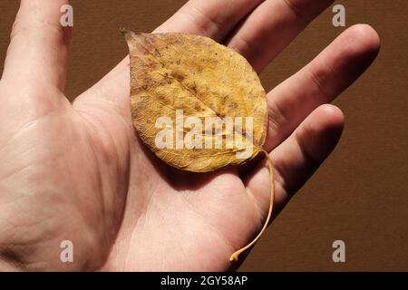 Gelb gefallenes Blatt auf der Oberfläche der Handfläche. Stockfoto