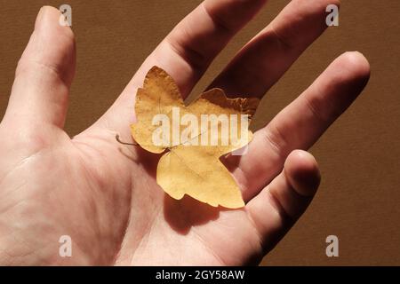 Gelb gefallenes Blatt auf der Oberfläche der Handfläche. Stockfoto