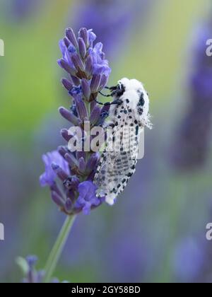 Leopard Moth (Zeuzera pyrina) Kent UK, auf Lavendelblüte (Lavandula) Stockfoto