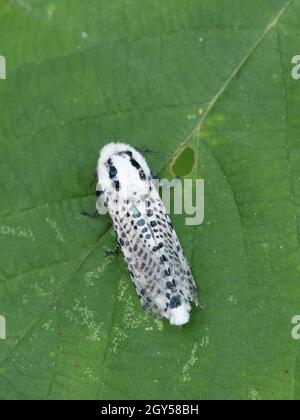 Leopard Moth (Zeuzera pyrina) Kent UK, auf Blatt Stockfoto