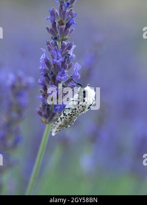 Leopard Moth (Zeuzera pyrina) Kent UK, auf Lavendelblüte (Lavandula) Stockfoto