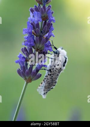 Leopard Moth (Zeuzera pyrina) Kent UK, auf Lavendelblüte (Lavandula) Stockfoto