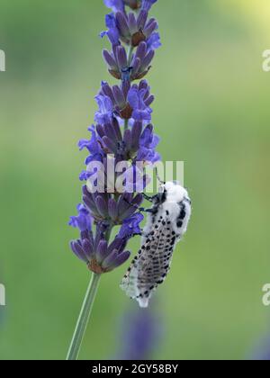 Leopard Moth (Zeuzera pyrina) Kent UK, auf Lavendelblüte (Lavandula) Stockfoto