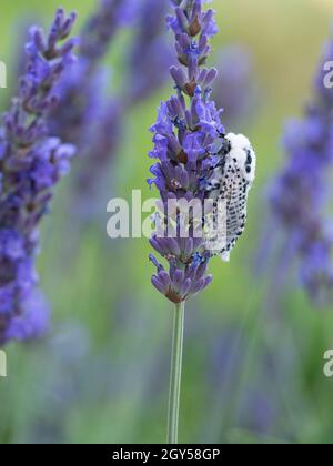 Leopard Moth (Zeuzera pyrina) Kent UK, auf Lavendelblüte (Lavandula) Stockfoto