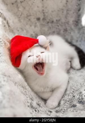 Kleines weißes Kätzchen liegt auf einem weichen Strickschal in einem Weihnachtsmütze und gähnt. Die Atmosphäre von Weihnachten gemütliche Feiertage. Das Leben eines geliebten Haustieres. Weihnachtsmann Stockfoto