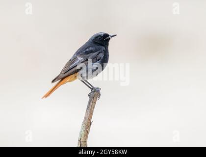 Schwarzer Rotzauch Phoenicurus ochruros aterrimus Stockfoto