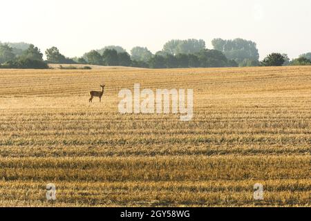 Einsamer Hirsch auf einem Maisfeld, der im Morgenlicht in die Kamera starrt Stockfoto