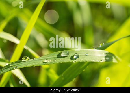 Nahaufnahme von szenischen Tautropfen auf grünen Grashalmen mit schönem Bokeh Stockfoto