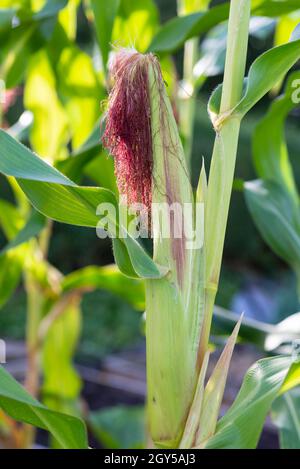 Miniatur-Süßmais/Babycorn (Zea mays var. rugosa), „Minipop“, der auf Zuteilung wächst, England, Großbritannien. Stockfoto