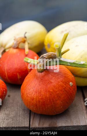 Uchiki Kuri (Cucurbita maxima) und Spaghetti-Squashes (Cucurbita pepo) in einem warmen Polytunnel aushärten, der für die Winterlagerung bereit ist. Stockfoto