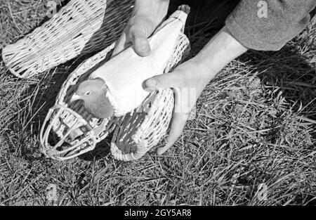 Eine Brieftaube Brieftauben Heeres der Anstalt in Berlin Spandau, Deutschland 1930er Jahre. Eine Brieftaube des Heeres Brieftauben Anstalt, Deutschland 1930. Stockfoto