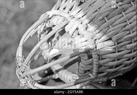 Eine Brieftaube Brieftauben Heeres der Anstalt in Berlin Spandau in ihrem Transportkorb zur Befestigung am Diensthund, Deutschland 1930er Jahre. Eine Brieftaube des Heeres Brieftauben Anstalt in seinem Käfig für sie haften auf den Hund, Deutschland 1930. Stockfoto