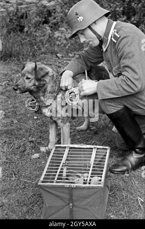 Ein Unteroffizier der Heeres Brieftauben Anstalt in Berlin Spandau setzt einen Hund als Transportmittel für die Tauben ein, Deutschland 1930er Jahre. Ein korporal des Heeres Brieftauben Anstalt mit einem Hund als Transporter für Brieftauben, Deutschland 1930. Stockfoto