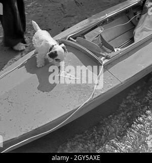 Werbefoto für KLEPPER Faltboot: ein neugieriger Welpe untersucht das Faltboot, Deutschland 1930er Jahre. Werbung für ein Klepper foldboat: ein Welpe Prüfung der foldboat, Deutschland 1930. Stockfoto