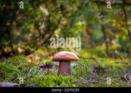 Single orange Kappe Pilz im Herbst Holz. Pilzpilz wächst in wildem Holz Stockfoto