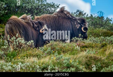 Muskox (Ovibos moschatus, lateinisch 'moschky Sheep-Ox'), auch buchstabiert Moschusochsen und Moschusochsen, Weibchen in Norwegen. Stockfoto