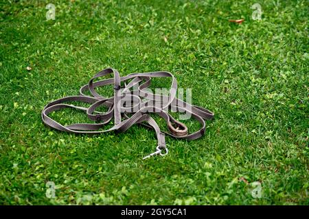 Pferdegeschirr liegt auf einem grünen Rasen in der Nähe. Stockfoto