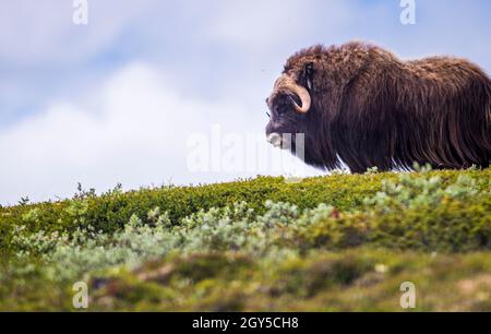 Muskox (Ovibos moschatus, lateinisch 'moschky Sheep-Ox'), auch buchstabiert Moschusochsen und Moschusochsen, männlich in Norwegen. Stockfoto