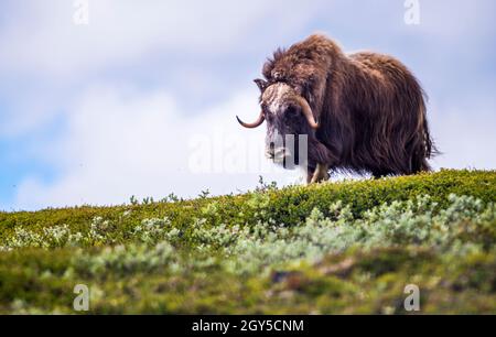 Muskox (Ovibos moschatus, lateinisch 'moschky Sheep-Ox'), auch buchstabiert Moschusochsen und Moschusochsen, männlich in Norwegen. Stockfoto