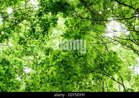 Blick von unten auf üppig grüne Baumkronen mit durchsichtigen Sonnenstrahlen. Heller Wald und Bäume Hintergründe Stockfoto