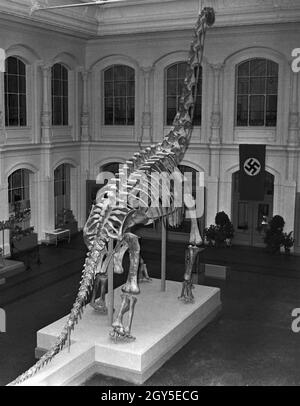 Das 1937 gestaltete Skelett eines Brachiosaurus brancai im Naturkunde Museum Berlin, Deutschland 1930er Jahre. Das 1937 rekonstruierte Skelett eines Brachiosaurus brancai im Naturkunde Museum Berlin, Deutschland 1930. Stockfoto