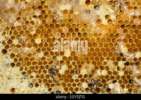 Nest von APIS FLOREA bei Frost Bedingungen bis zum Einfrieren in einigen Teilen. Stockfoto