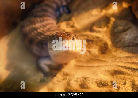 Blue-tongued skink Leben auf dem Sand in der Wüste halb Wald. Stockfoto