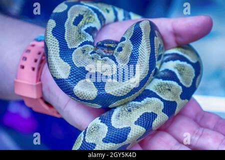 Die Schlange ist ein beliebtes Haustier in Thailand. Stockfoto