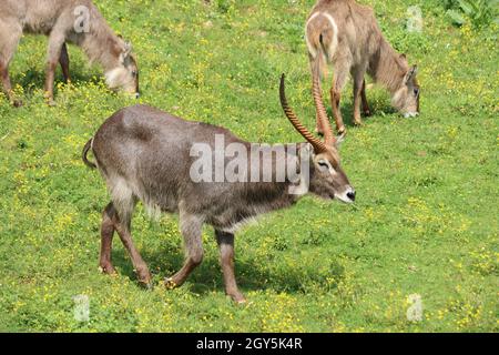 Schöne wilde Tiere kochend Hörner Safari Antilopen Gazellen Stockfoto